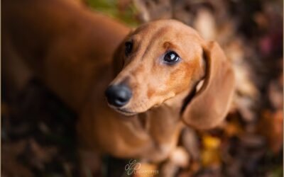 Christmas Winner Show 2019