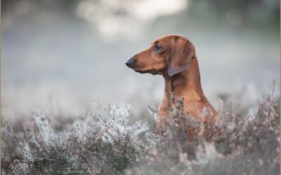 IRA Karlsruhe – Alpensieger